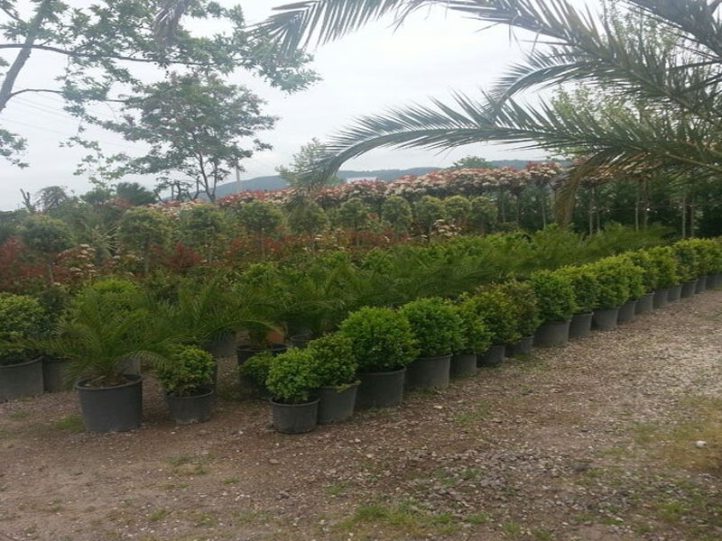 Betula Çiçekçilik